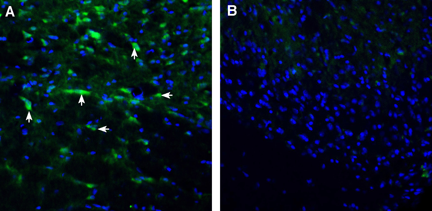 Expression of ENPP1 in rat spinal cord.