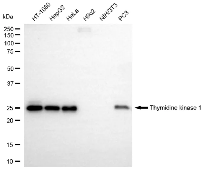 KVAb01263