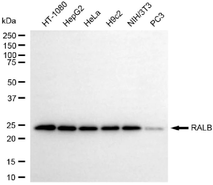 KVAb01150