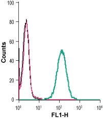 Cell surface detection of EphB4 in live intact human THP-1 monocytic leukemia cells: