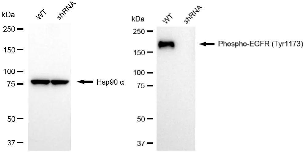 KVAb01281