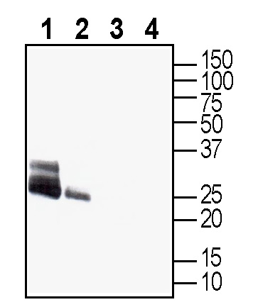 Western blot analysis of rat brain membranes (lanes 1 and 3) and mouse brain membranes (lanes 2 and 4):