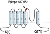 immunogen