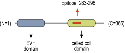 immunogen