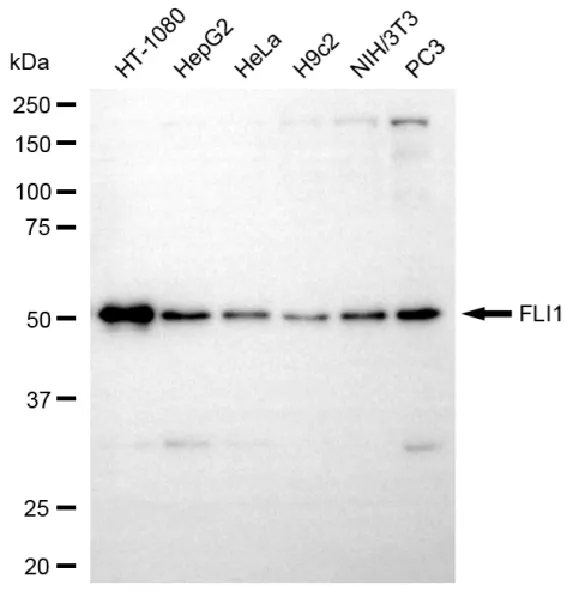 KVAb01428