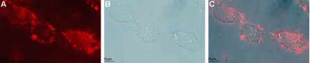 Expression of GFRA1 in live intact rat C6 glioma cells