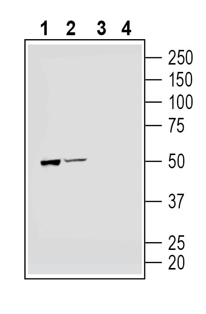 Western blot analysis of rat brain synaptosome preparation (lanes 1 and 3) and mouse brain lysates (lanes 2 and 4):