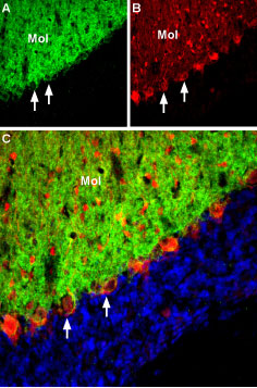 Expression of EAAT3 in rat cerebellum
