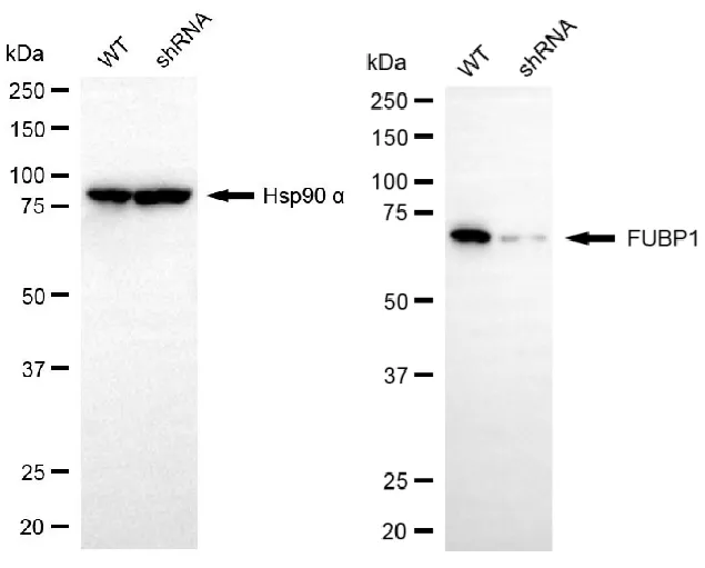 KVAb01612
