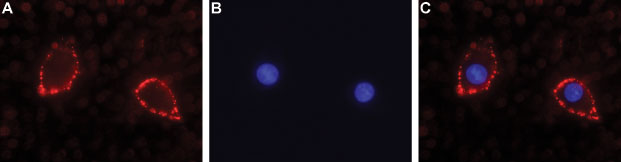 Expression of NLGN2 in rat PC12 cells
