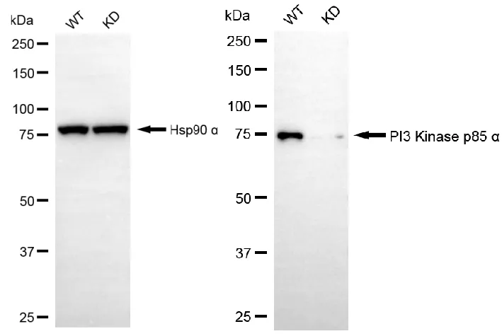 KVAb01676