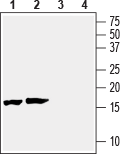 Western blot analysis of mouse (lanes 1 and 3) and rat (lanes 2 and 4) brain lysates :