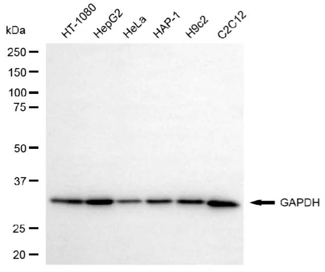 KVAb01826