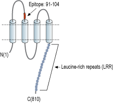 immunogen