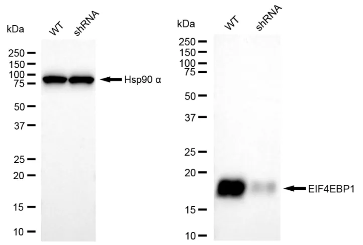 KVAb00786