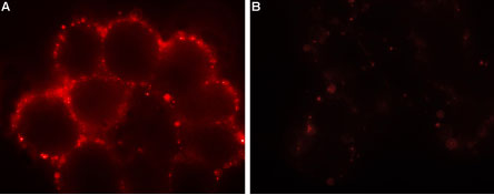 Expression of Orai1 in HEK-293 transfected cells