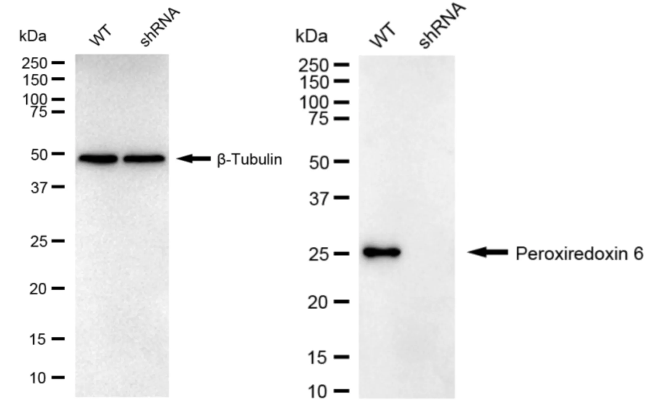 KVAb00964