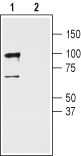 Western blot analysis of rat cerebellum lysates: