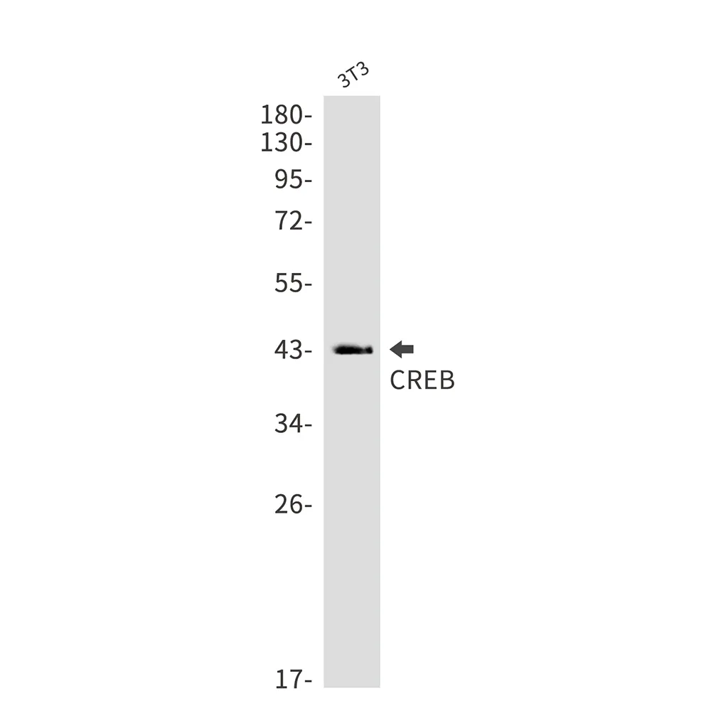 AMRe01851