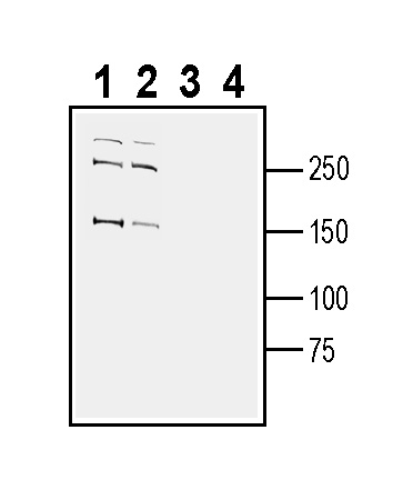 Western blot analysis of human MCF-7 breast adenocarcinoma cell line lysate (lanes 1 and 3) and human THP-1 monocytic leukemia cell line lysate (lanes 2 and 4):