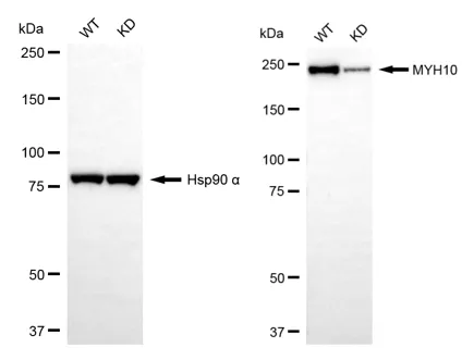 KVAb01855