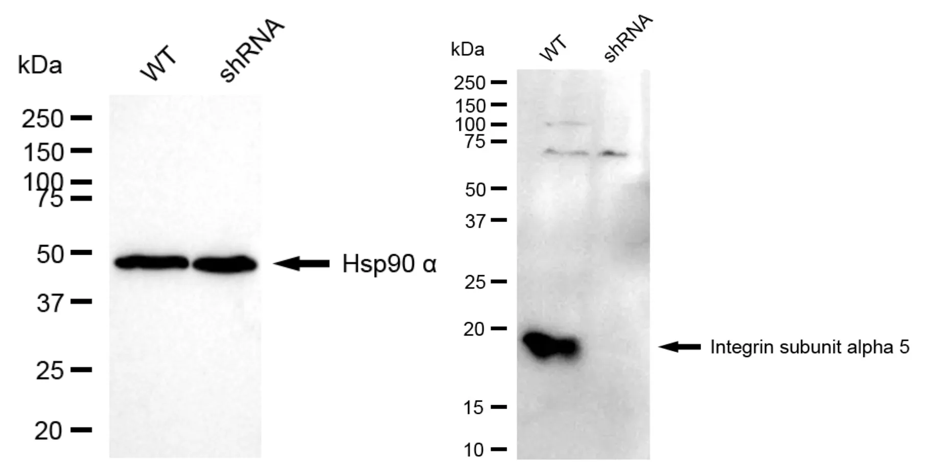 KVAb00831