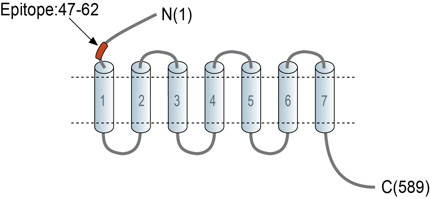 immunogen
