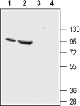 Western blot analysis of rat (lanes 1 and 3) and mouse (lanes 2 and 4) kidney lysates: