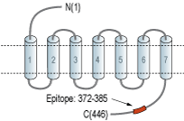 immunogen