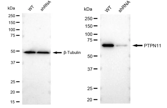 KVAb01486