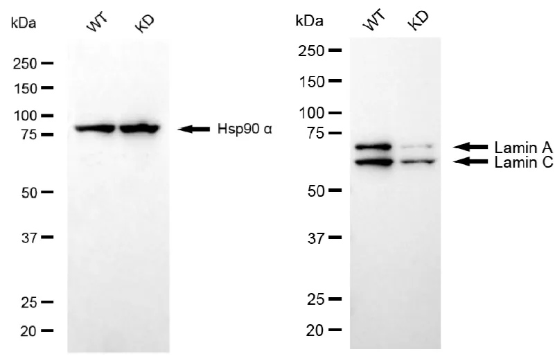KVAb01438