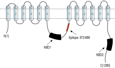 immunogen