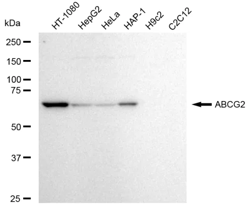 KVAb01595