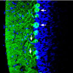 Expression of Synapsin-1 in mouse cerebellum