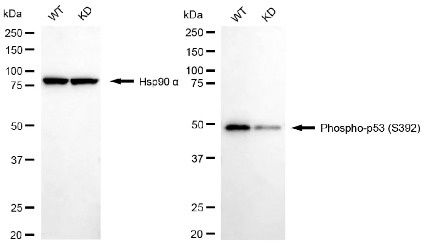 KVAb01338