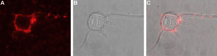 Expression of TrkB in rat PC12 cells