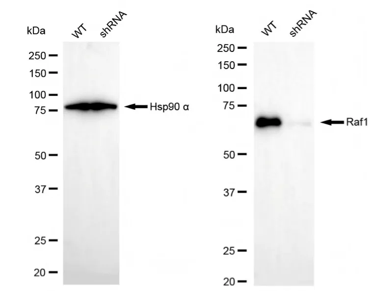 KVAb01483
