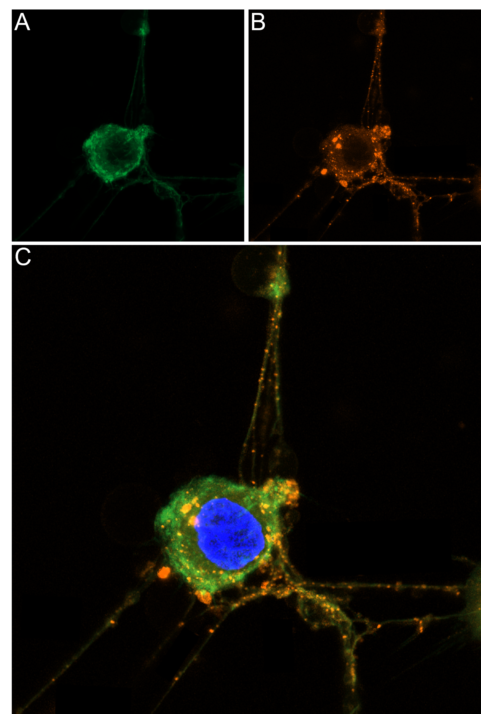 Live cell imaging of Anti-TrkA (extracellular)-ATTO Fluor-550 Antibody in cultured DRG cells