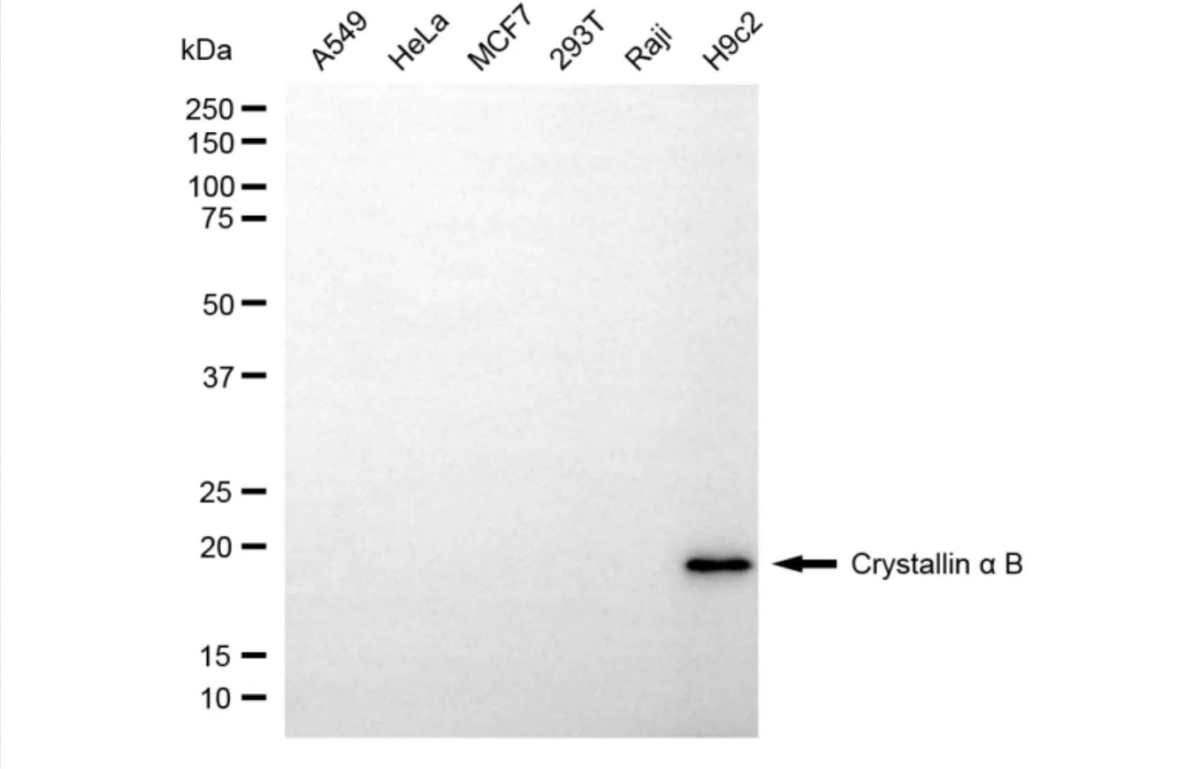 KVAb01768