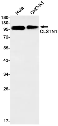 AMRe02949