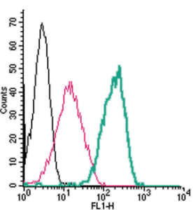 Cell surface detection of <span class="TextRun Highlight SCXW90142785 BCX0" lang="EN-US" xml:lan