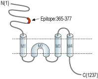 immunogen