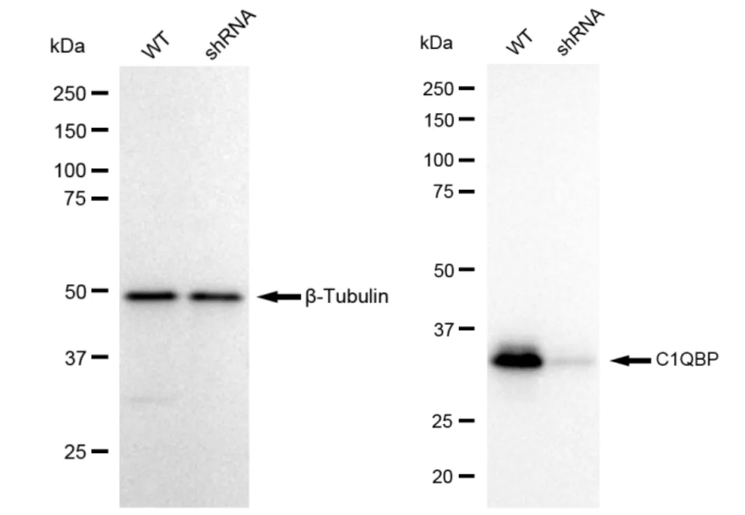 KVAb01381