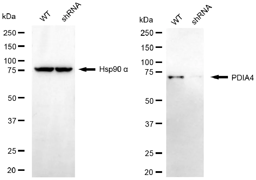 KVAb01713