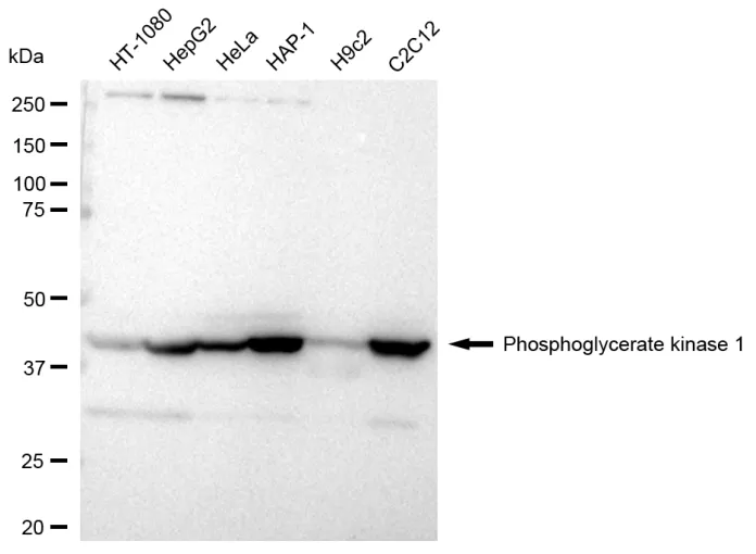 KVAb01495