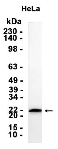 AMRe87595