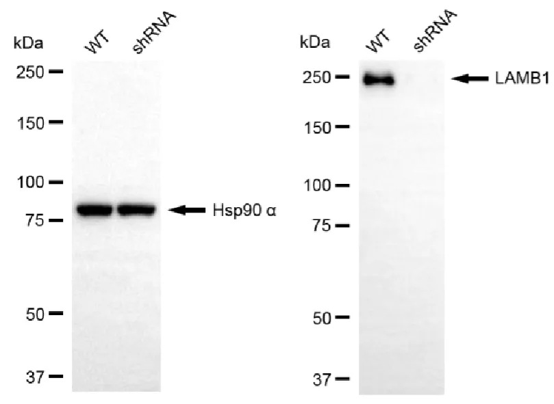 KVAb00361