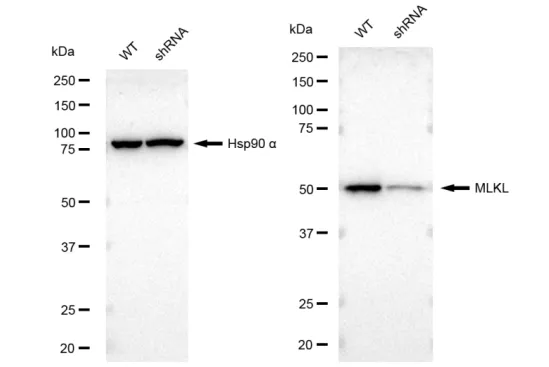 KVAb01502