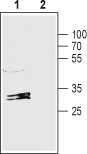 Western blot analysis of rat liver lysate:
