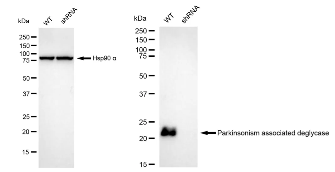 KVAb01814